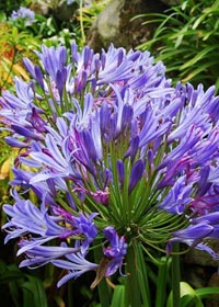 Agapanthus x campanulatus 'Headbourne Hybrids'